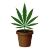 BIO CBD FRANCE