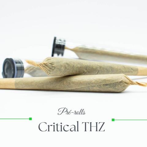Pré rolls - Critical THZ